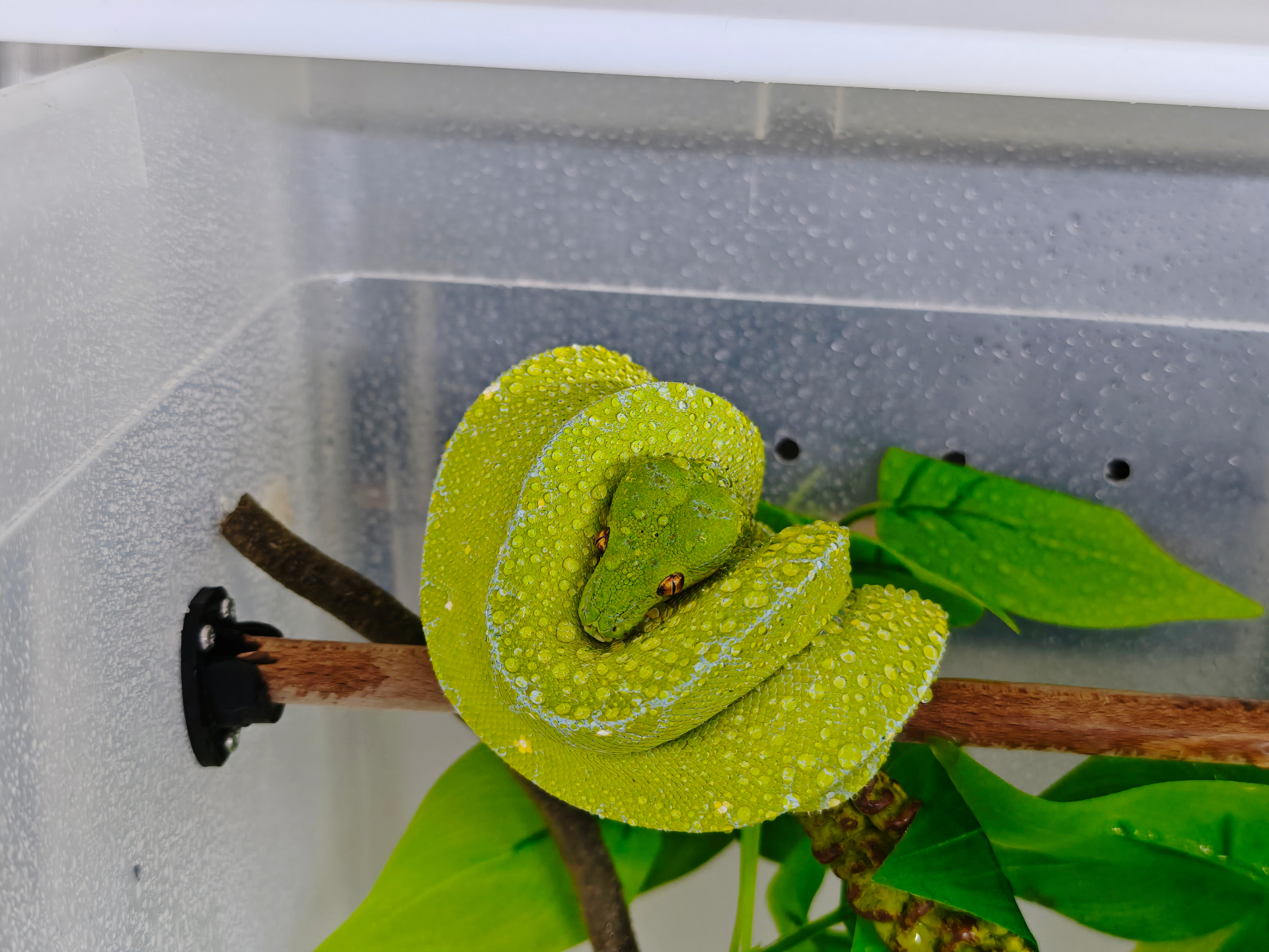 Green Tree Python — 